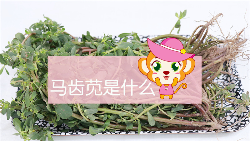 马齿苋是什么