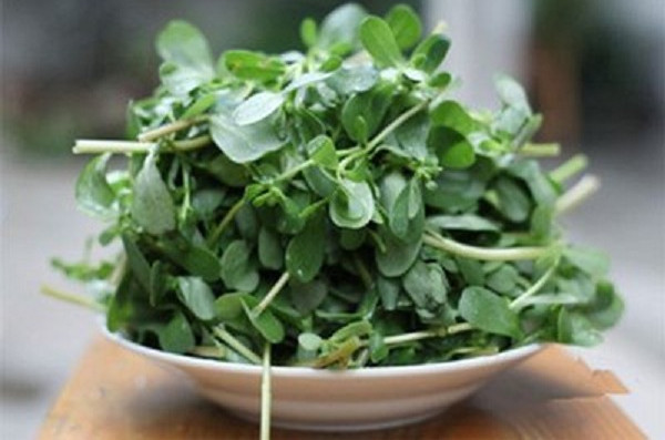 怎么辨别真假马齿苋,真假马齿苋的区别