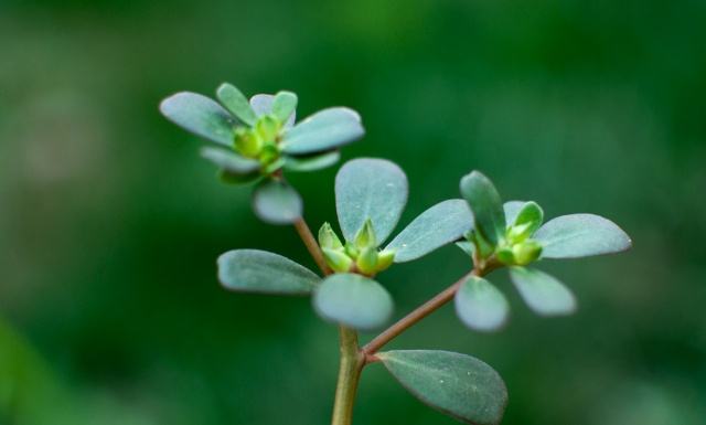 马齿苋有几种品种,能吃的马齿苋有