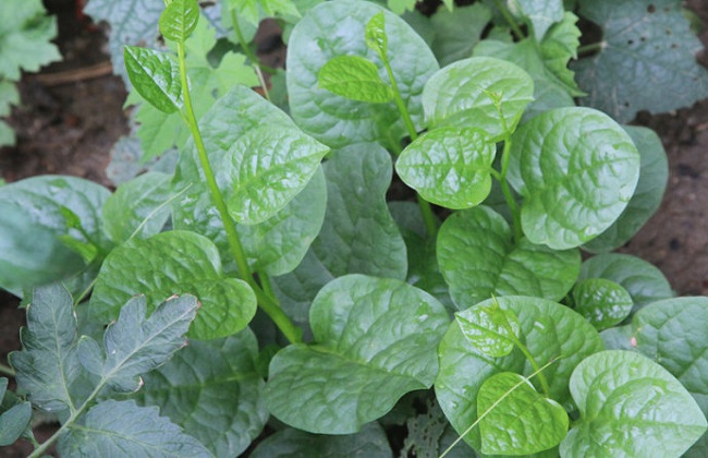 木耳菜什么时候可以吃,木耳菜能吃到什么时候