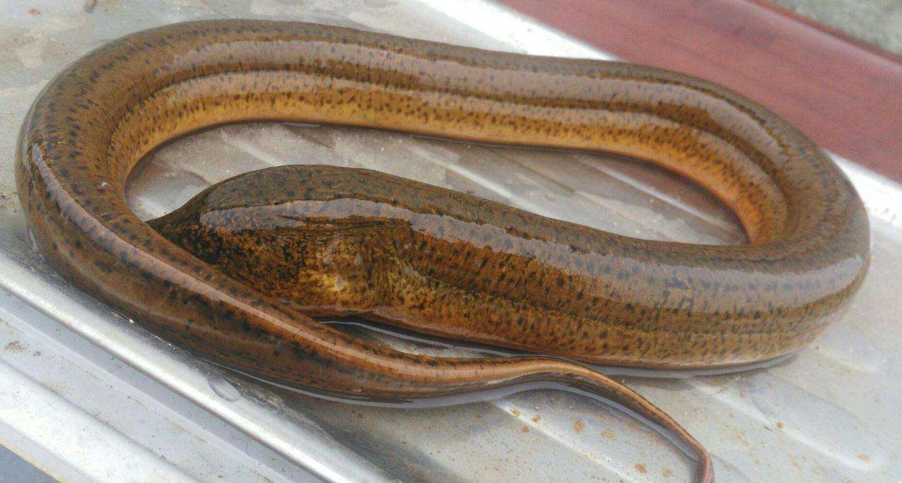 孟加拉黄鳝好吃吗,孟加拉黄鳝和中国黄鳝的区别