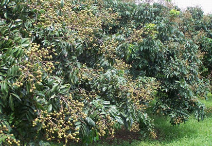 龙眼图片,龙眼树的图片,龙眼也叫桂圆图片