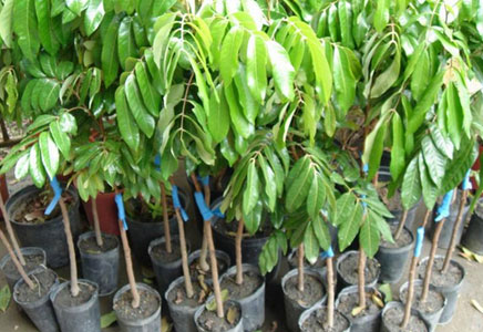 龙眼图片,龙眼树的图片,龙眼也叫桂圆图片