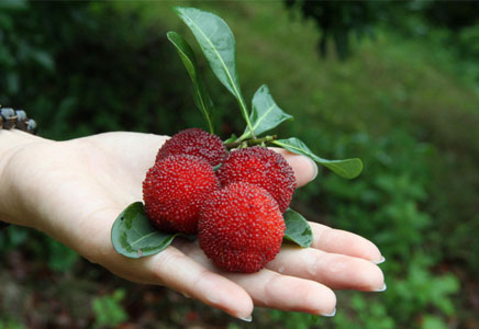 杨梅的功效与作用,杨梅的营养价值