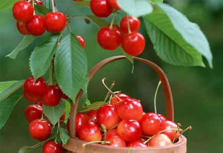 樱桃的功效与作用，樱桃的营养价值