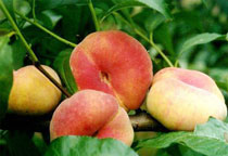 孕妇能吃蟠桃吗,蟠桃怎么吃好呢