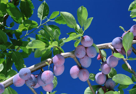 西梅的功效与作用,西梅的营养价值