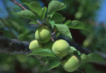 梅子图片,梅子开花图片,梅子有什么好处