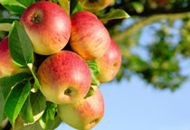 苹果图片,苹果开花图片,苹果什么时候吃最好