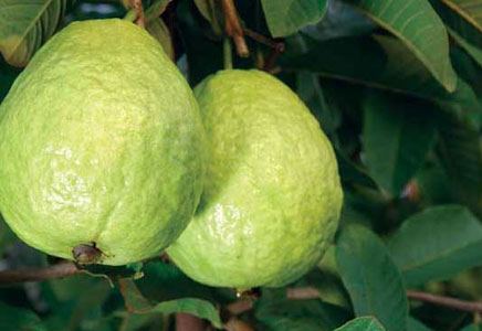 孕妇可以吃番石榴吗,吃番石榴有什么好处呢