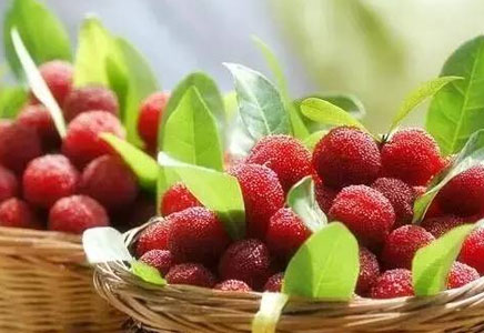 杨梅不能和什么一起吃,杨梅什么时候成熟呢