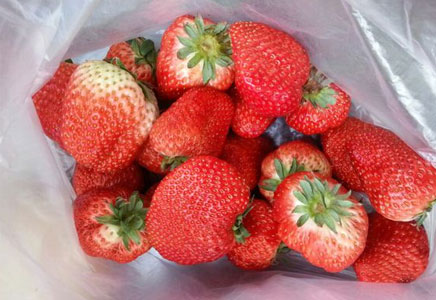 牛奶草莓和巧克力草莓的区别,怎么鉴别好