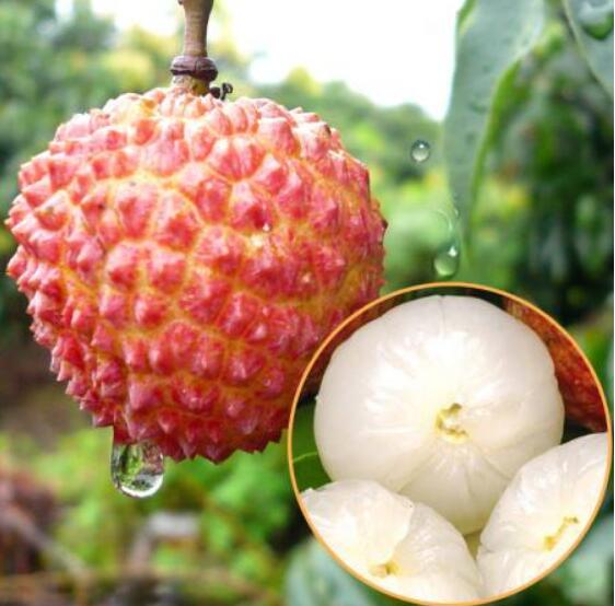 荔枝图片,荔枝干图片,荔枝吃多了会上火吗