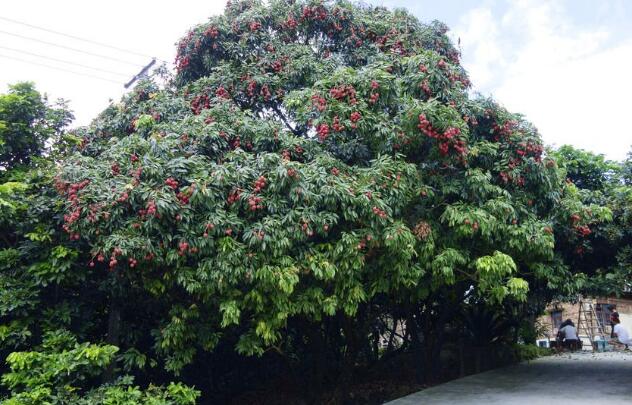 荔枝图片,荔枝干图片,荔枝吃多了会上火吗