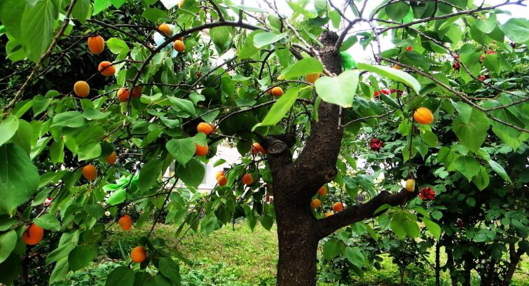 黄桃图片,黄桃开花图片,黄桃什么时候上市