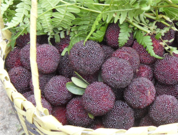 杨梅什么品种最好吃 肉多核小汁甜的杨梅品种