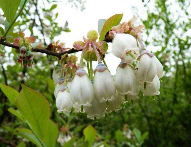 蓝莓图片大全,蓝莓干图片,蓝莓树图片