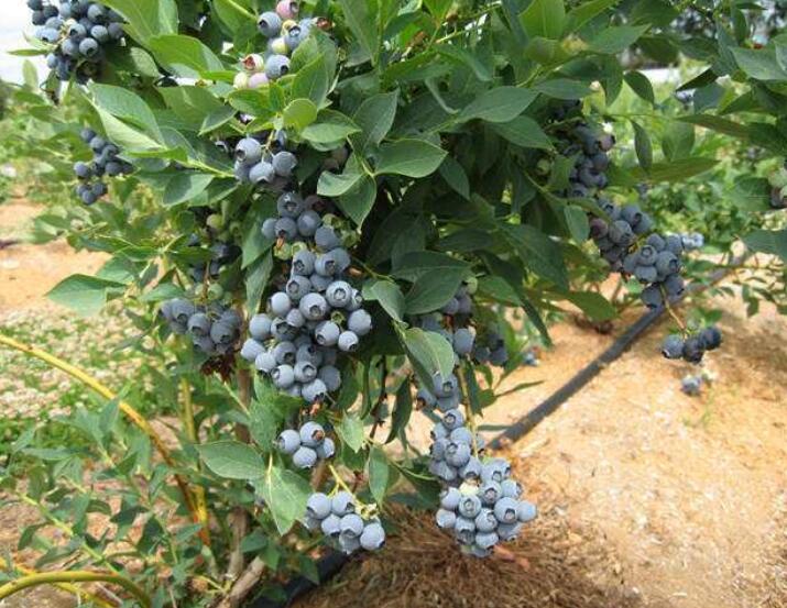 蓝莓图片大全,蓝莓干图片,蓝莓树图片