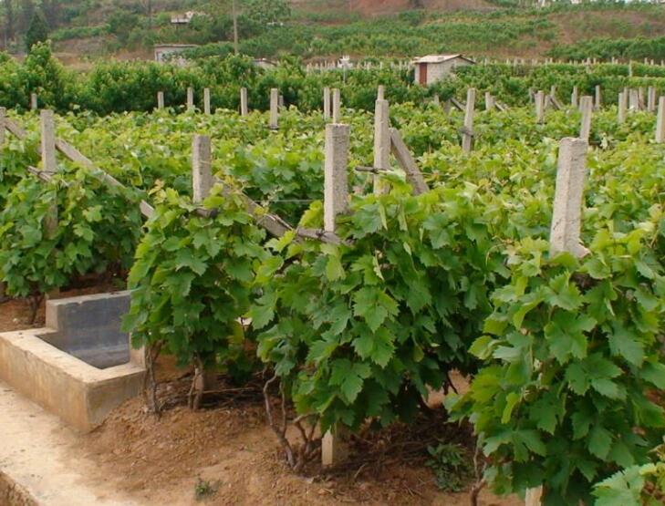 葡萄图片,葡萄苗图片,葡萄藤及葡萄籽图片