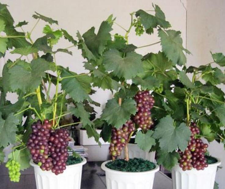 葡萄图片,葡萄苗图片,葡萄藤及葡萄籽图片