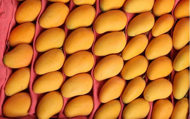 芒果图片，芒果树图片，芒果是什么季节的水果