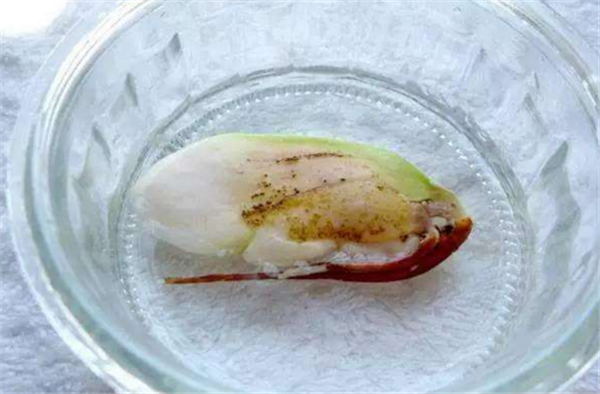 芒果盆栽种植方法(图解) 芒果盆景怎么养