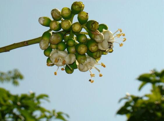 西西果图片大全大图,图片详解西西果是什么