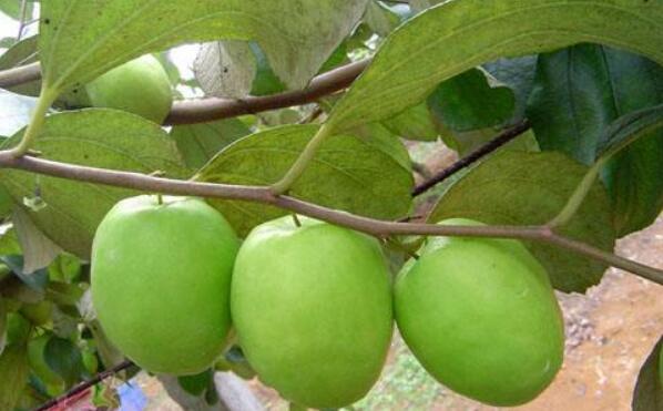 西西果图片大全大图,图片详解西西果是什么