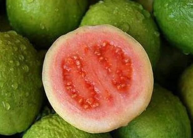 野生番石榴叶的功效,糖尿病患者应该多吃