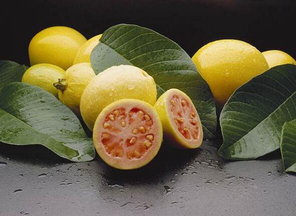 野生番石榴叶的功效,糖尿病患者应该多吃