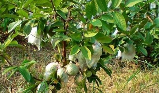 野生番石榴叶的功效,糖尿病患者应该多吃