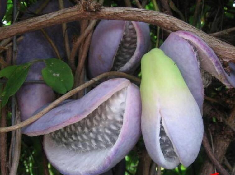 野香蕉什么时候成熟，八月瓜农历八月份成熟