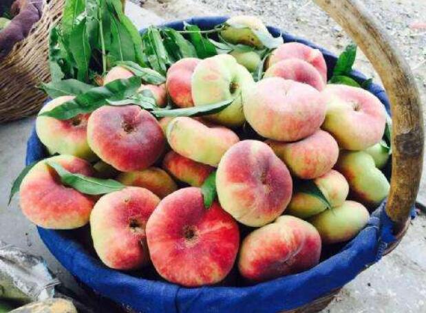 蟠桃什么时候成熟，蟠桃三千年一开花(8-9月份成熟)