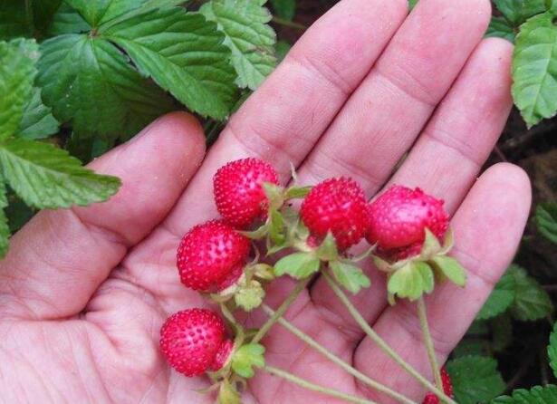 野生蛇果可以吃吗,野生蛇果有轻微毒素不能多吃