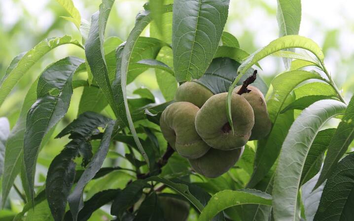 蟠桃树图片大全大图 怎么辨别蟠桃图解