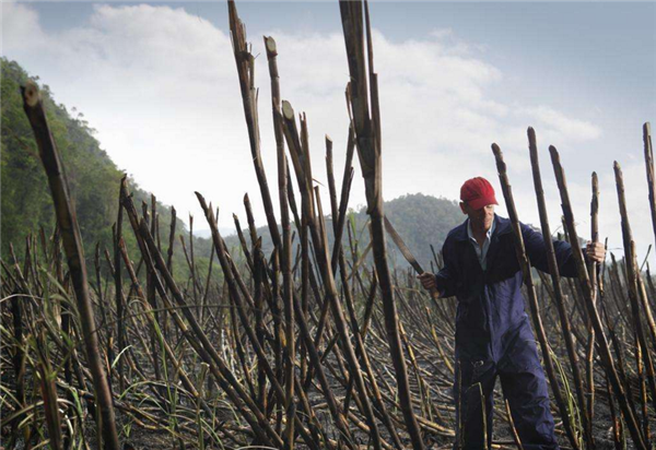 甘蔗什么时候成熟 甘蔗是全年成熟是真的吗