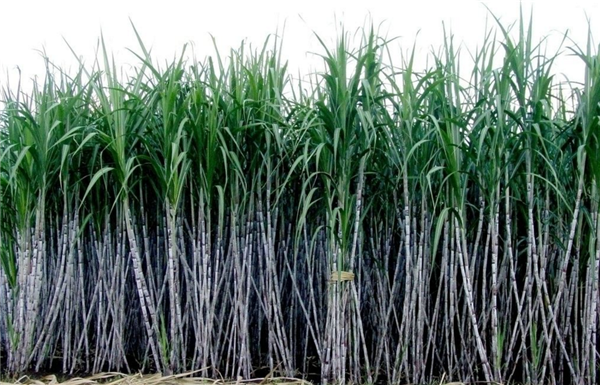 甘蔗怎么种 甘蔗什么时候种植
