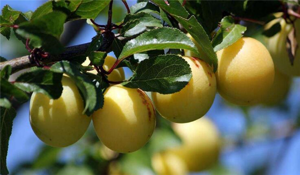 李子几月份成熟,李子的成熟季节(7-8月份)