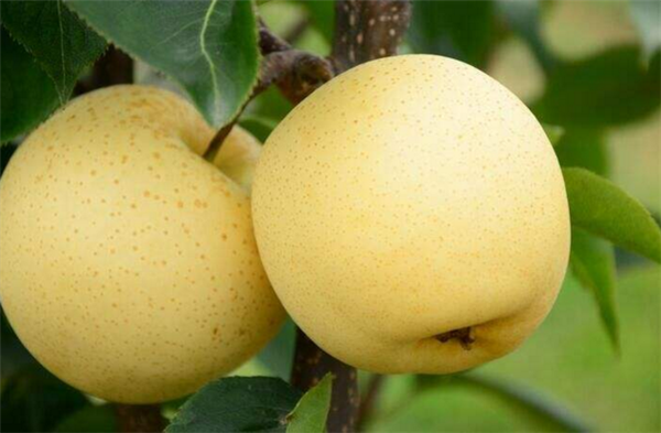 梨子几月份熟,梨子的成熟季节(7-8月份)