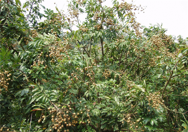 龙眼什么时候上市,龙眼成熟季节什么时候