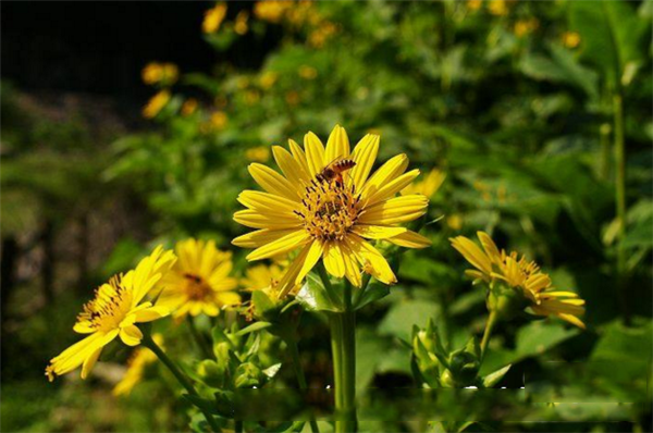 雪莲果图片 全面了解雪莲果(图片) 雪莲果是红薯吗