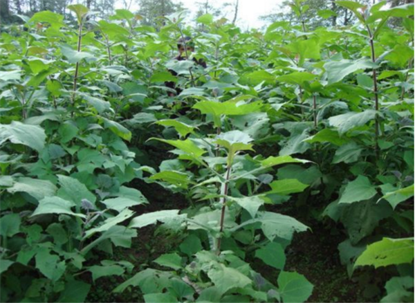 雪莲果在北方能种吗 雪莲果能栽种到北方吗