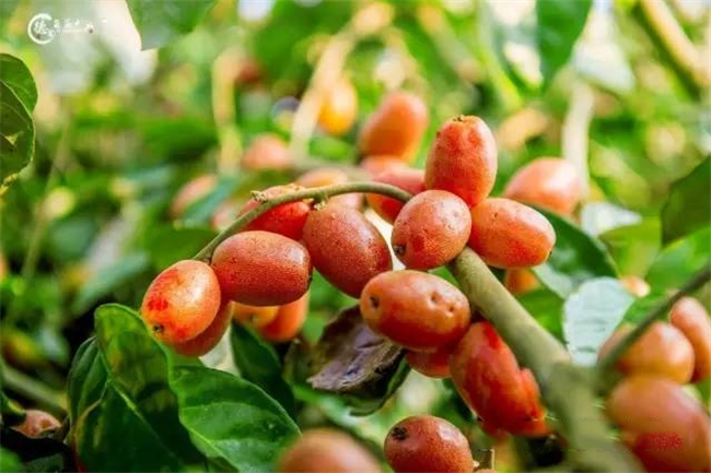 羊奶果图片 羊奶果图片大全 羊奶果高清图片大全