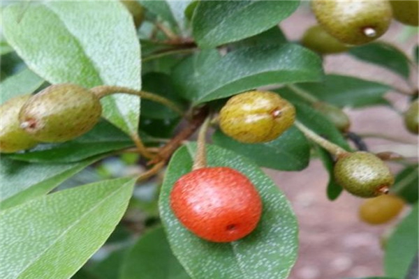 佛灯果和羊奶果的区别,羊奶果营养价值更高