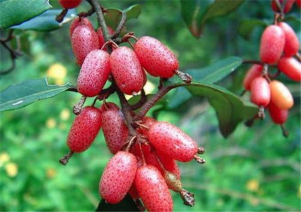 佛灯果和羊奶果的区别,羊奶果营养价值更高