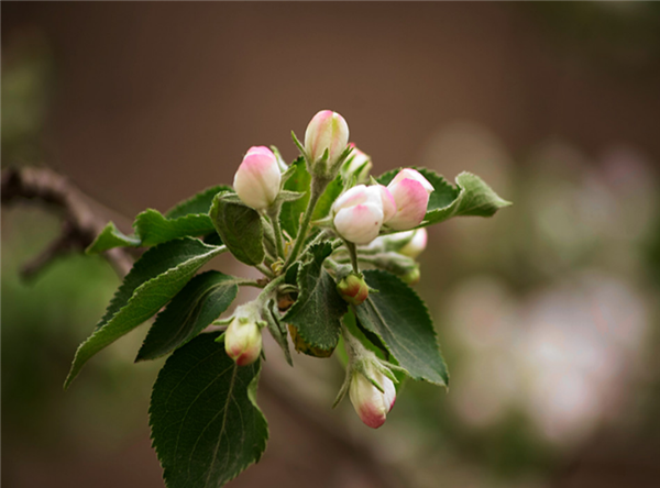 沙果图片 东北沙果图片 辨认沙果图片大全