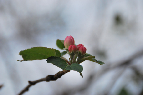 沙果图片 东北沙果图片 辨认沙果图片大全
