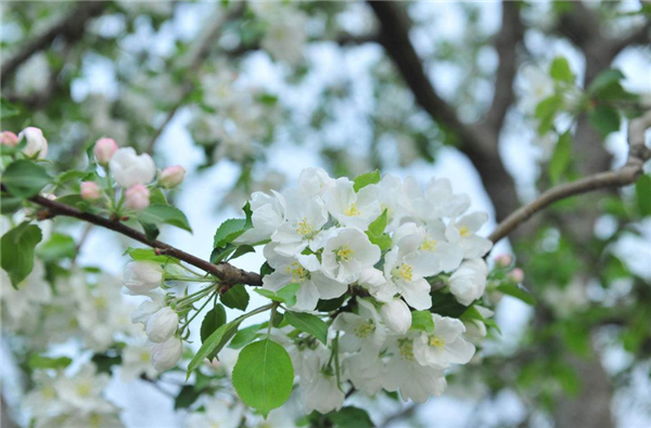 沙果图片 东北沙果图片 辨认沙果图片大全