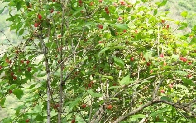 杈杷果图片 杈杷果树图片 杈杷果种植图片