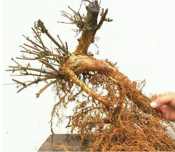 杈杷果图片 杈杷果树图片 杈杷果种植图片